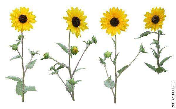 post-3969-0-64758900-1358998258_thumb.jp