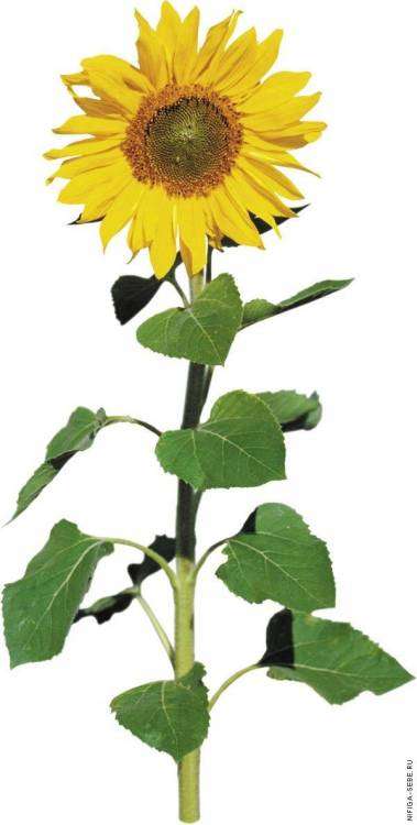 post-3969-0-79958900-1358998276_thumb.jp