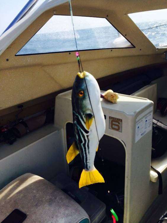 post-2587-0-25699600-1420546683_thumb.jp