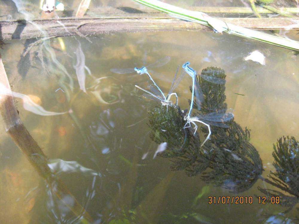 post-15904-0-54282500-1453884276_thumb.j