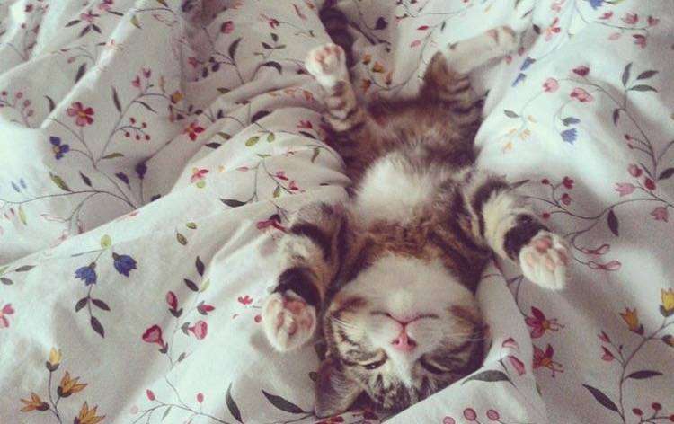 post-10535-0-84515900-1454607996_thumb.j