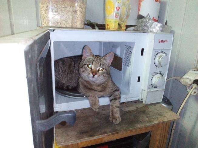 post-15904-0-14600100-1454400578_thumb.j