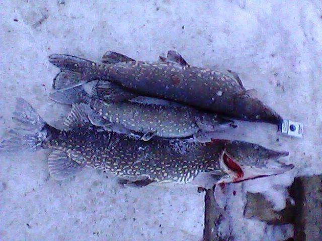 post-3745-0-00790000-1393886342_thumb.jp