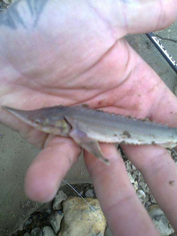 post-3745-0-02316700-1394003101_thumb.jp