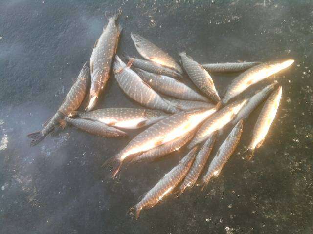 post-3745-0-86846400-1393886409_thumb.jp