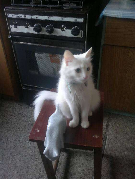 post-5914-0-08593100-1431981025_thumb.jp