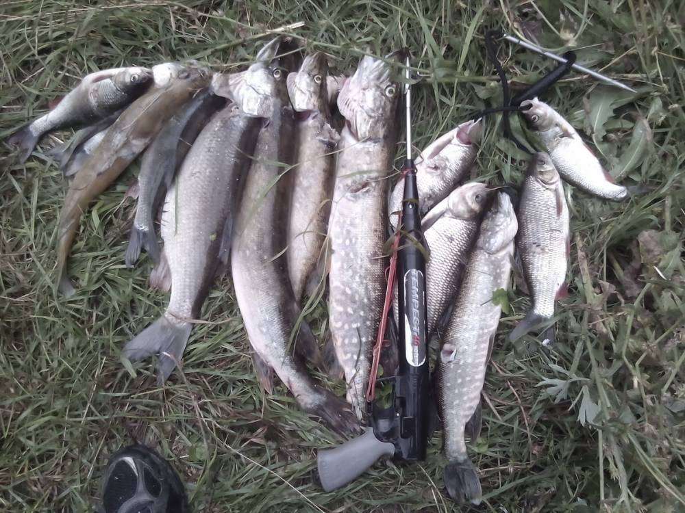 post-10120-0-39231800-1439187730_thumb.j