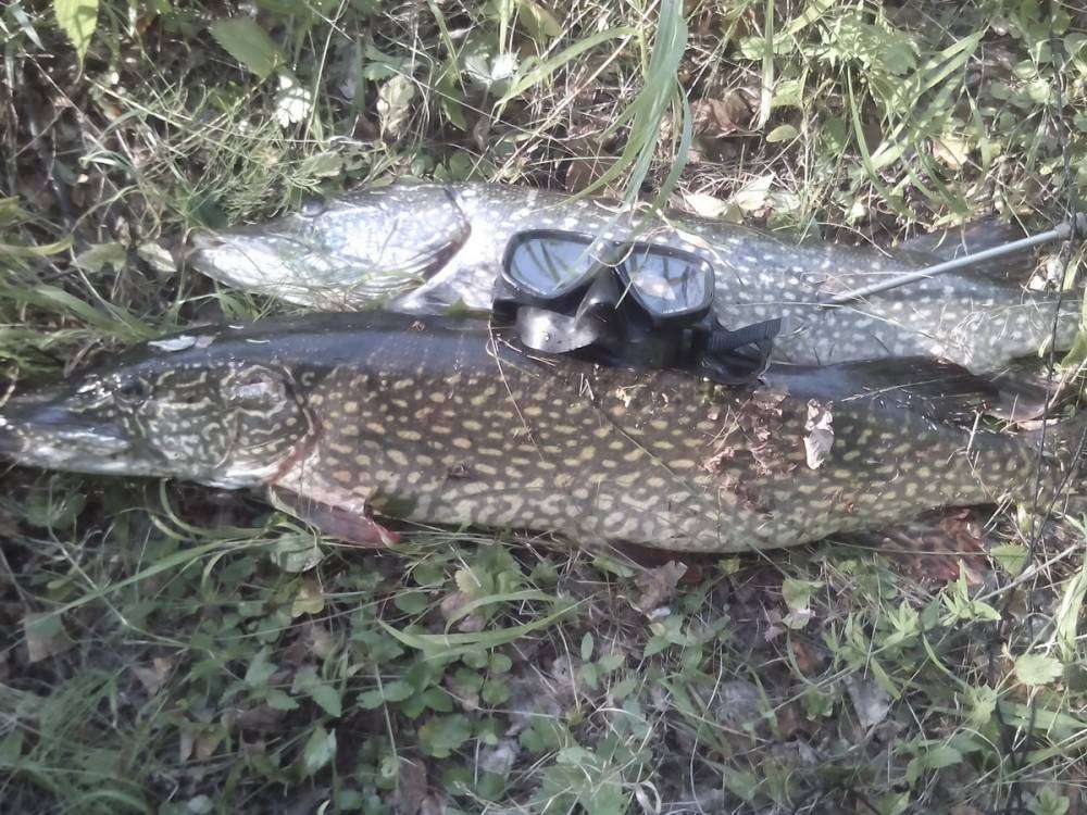 post-10120-0-50905200-1440485423_thumb.j