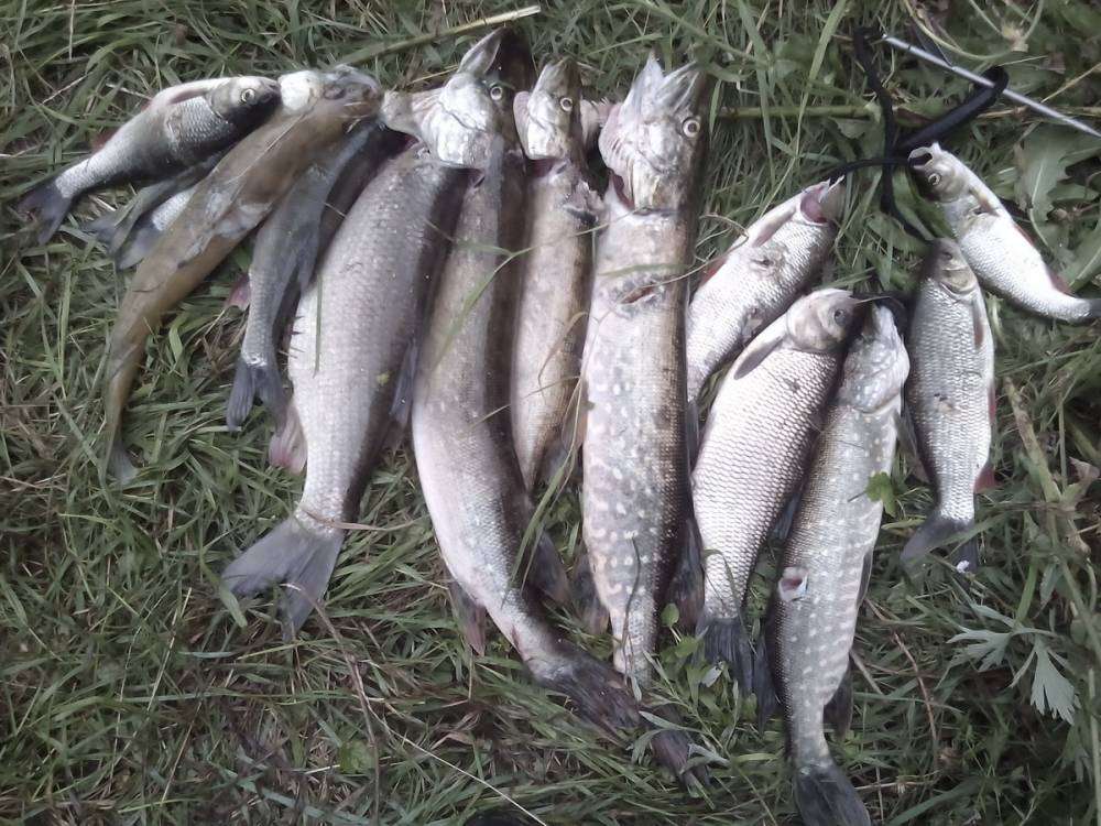 post-10120-0-55586000-1439187643_thumb.j