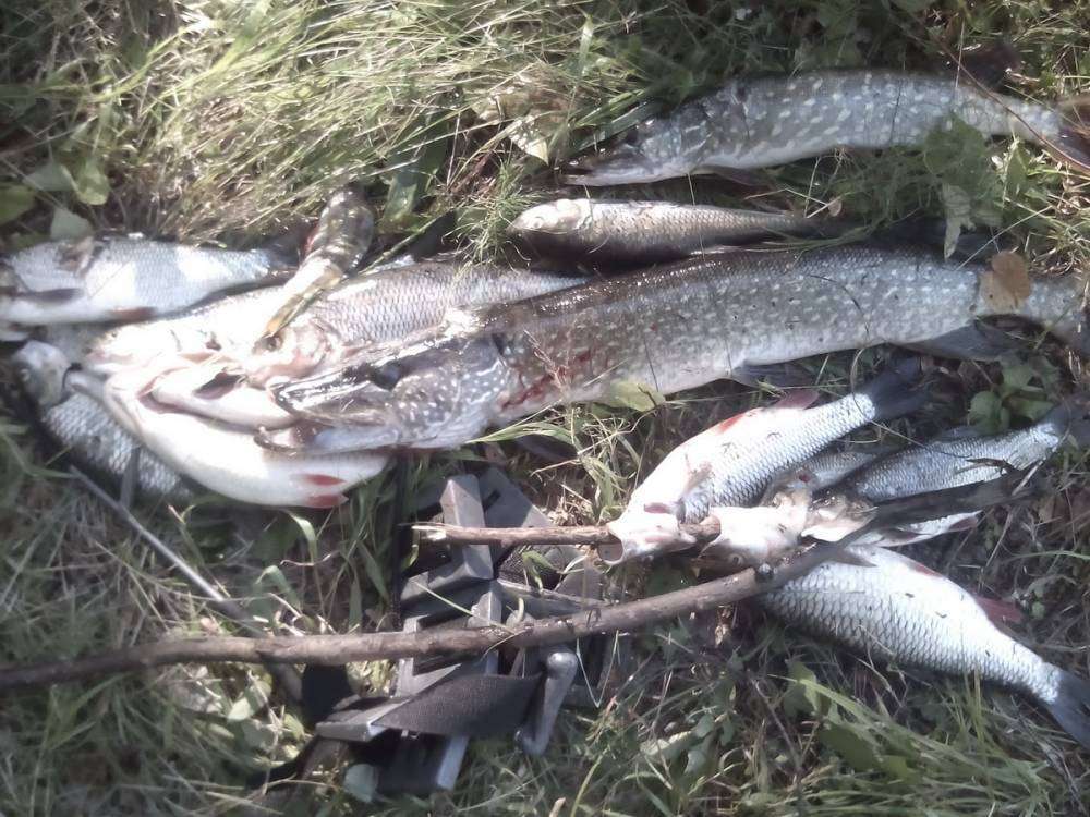 post-10120-0-76907500-1440485464_thumb.j