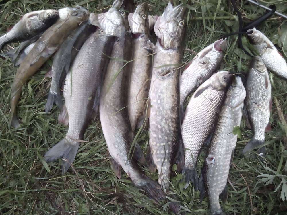 post-10120-0-85030100-1439187689_thumb.j