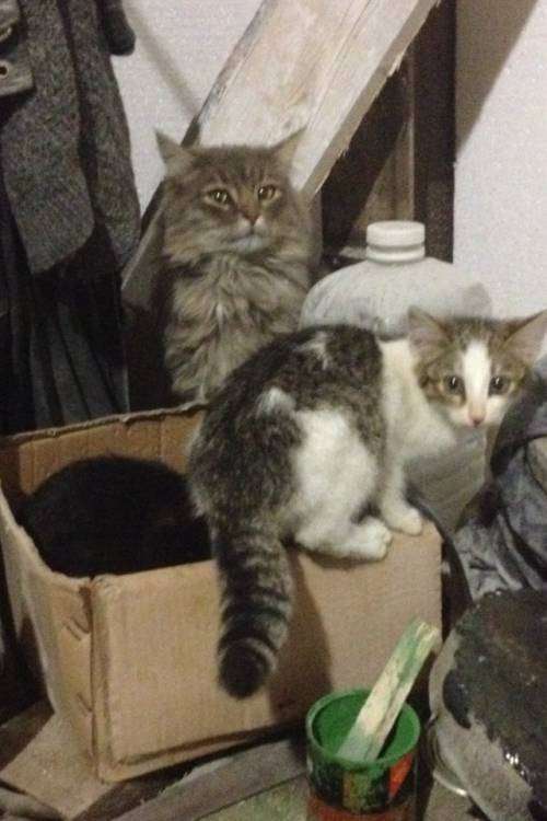 post-12738-0-20917200-1445352513_thumb.j