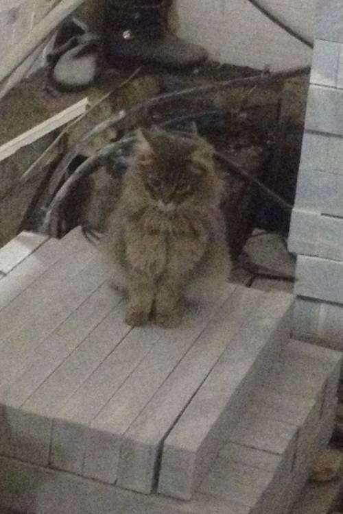 post-12738-0-25035300-1445352006_thumb.j