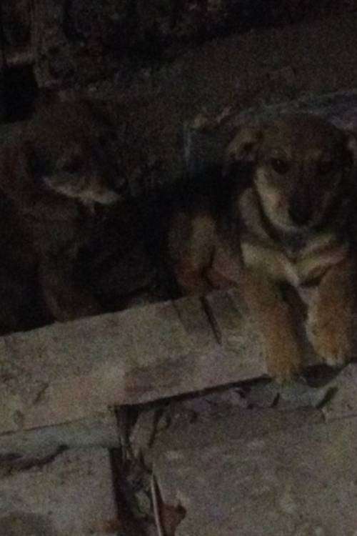 post-12738-0-88871900-1445352186_thumb.j