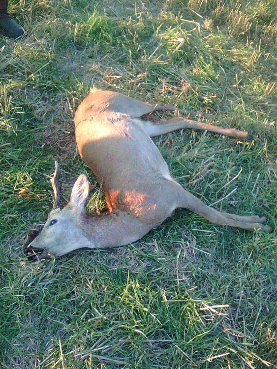 post-5946-0-28050500-1445239219_thumb.jp