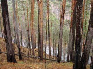 post-3969-0-06896400-1383305844_thumb.jp