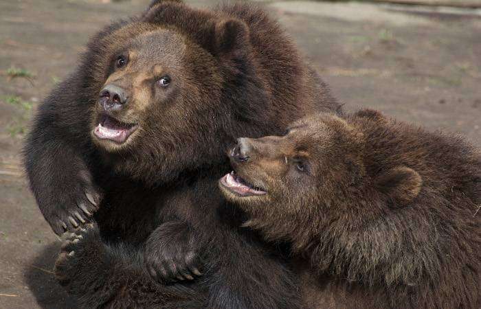 post-10645-0-40488800-1446969402_thumb.j