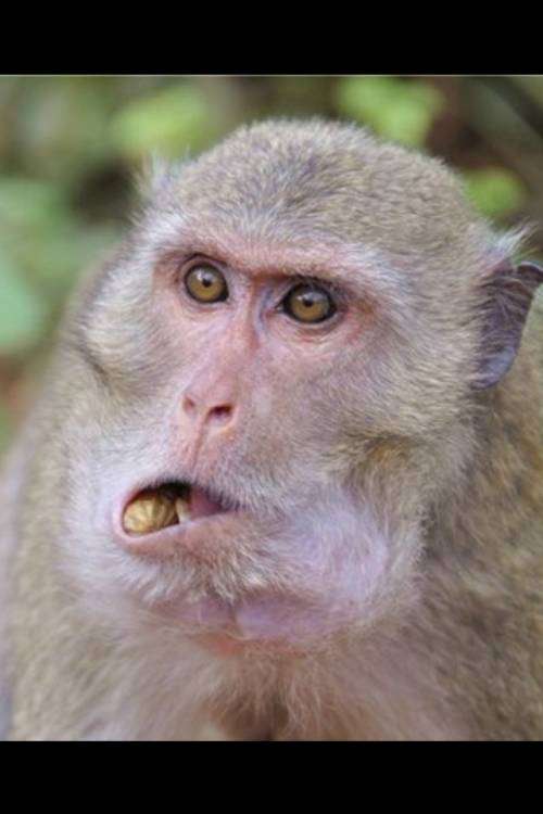 post-12738-0-70819700-1447987317_thumb.j