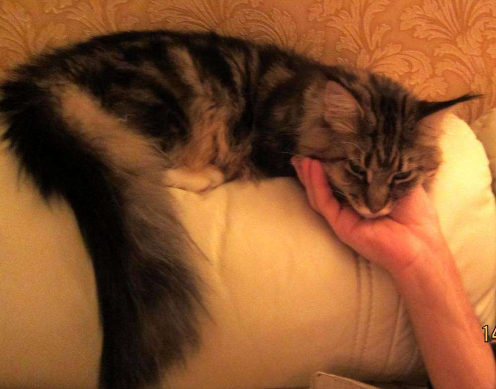 post-8114-0-15055700-1447474972_thumb.jp