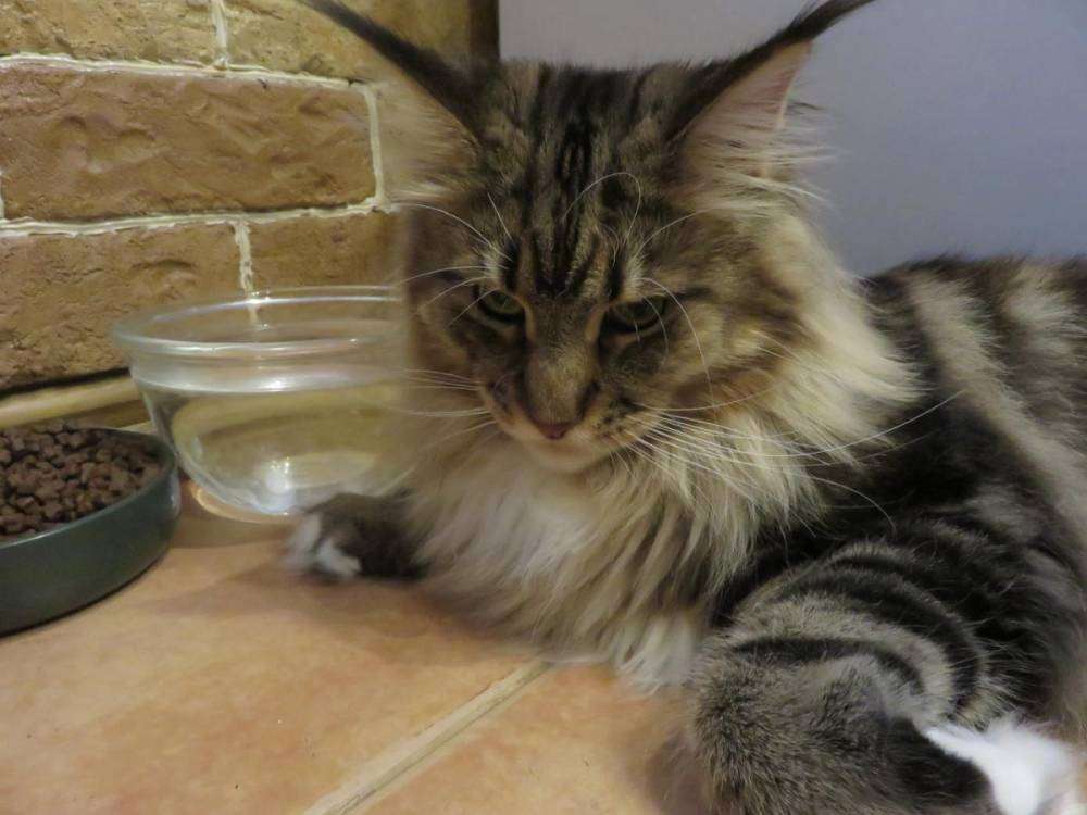 post-8114-0-26710600-1447474700_thumb.jp