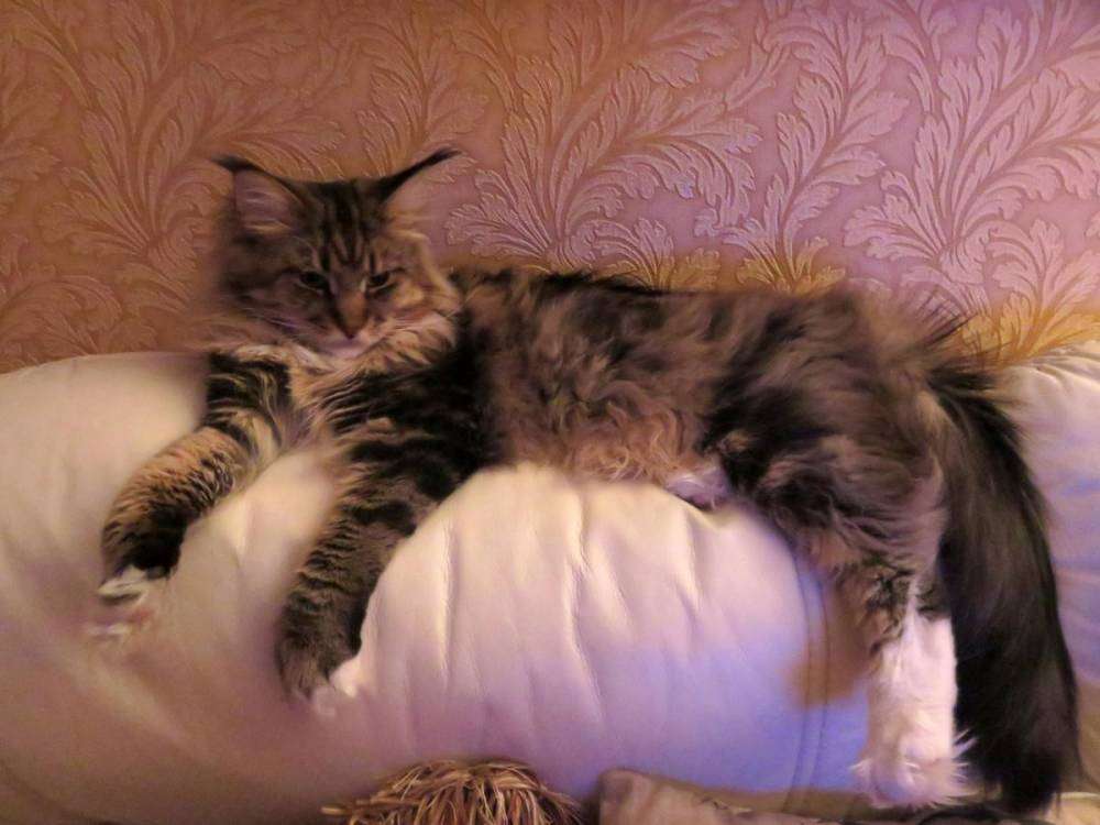 post-8114-0-26830600-1447474722_thumb.jp