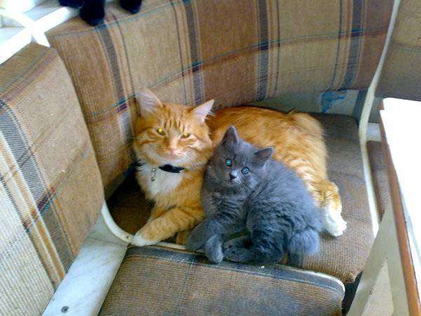 post-1639-0-34771800-1386499035_thumb.jp