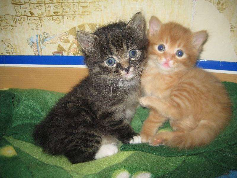 post-1639-0-75648900-1386499504_thumb.jp