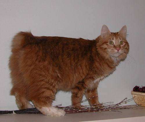 post-1639-0-94344500-1386499019_thumb.jp