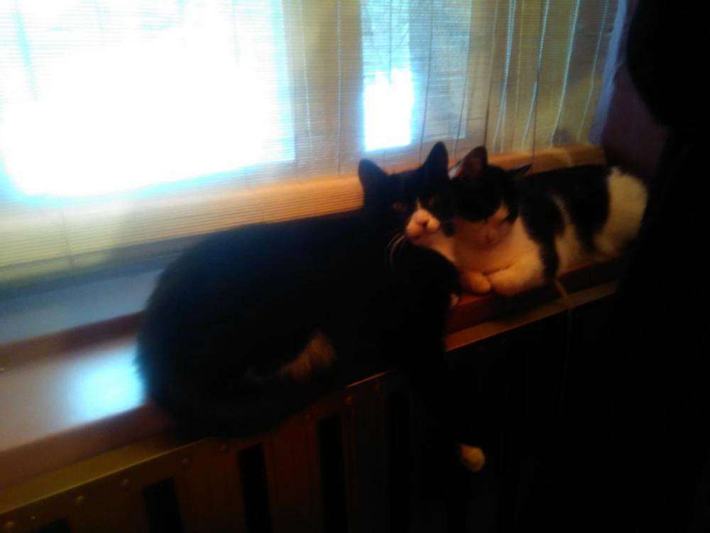 post-3969-0-73032000-1449471301_thumb.jp