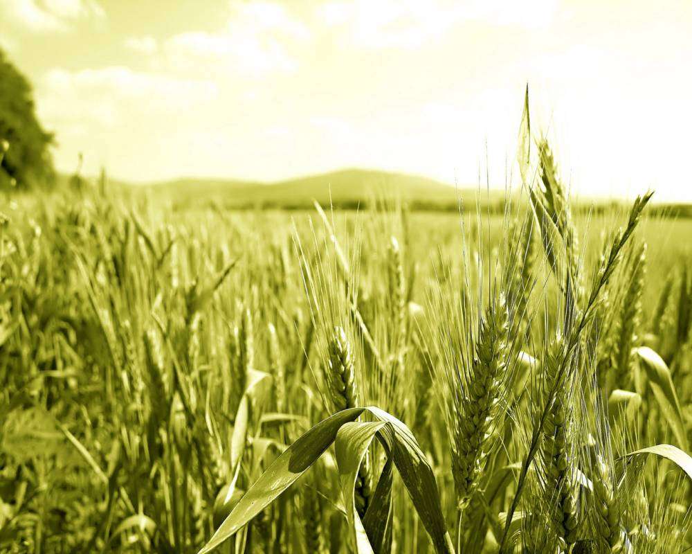 пшеничное поле.4.jpg