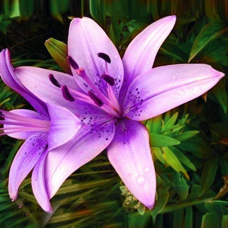 A-Package-50-Pieces-Rare-font-b-Purple-b-font-pink-Lilium-Brownii-Seeds-Balcony-Bonsai (1).jpg
