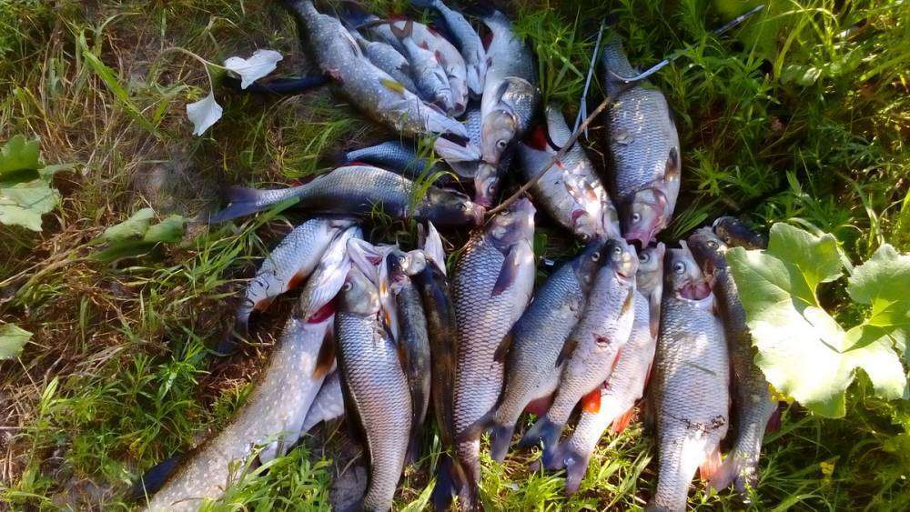 DSC_0061_новый размер.JPG