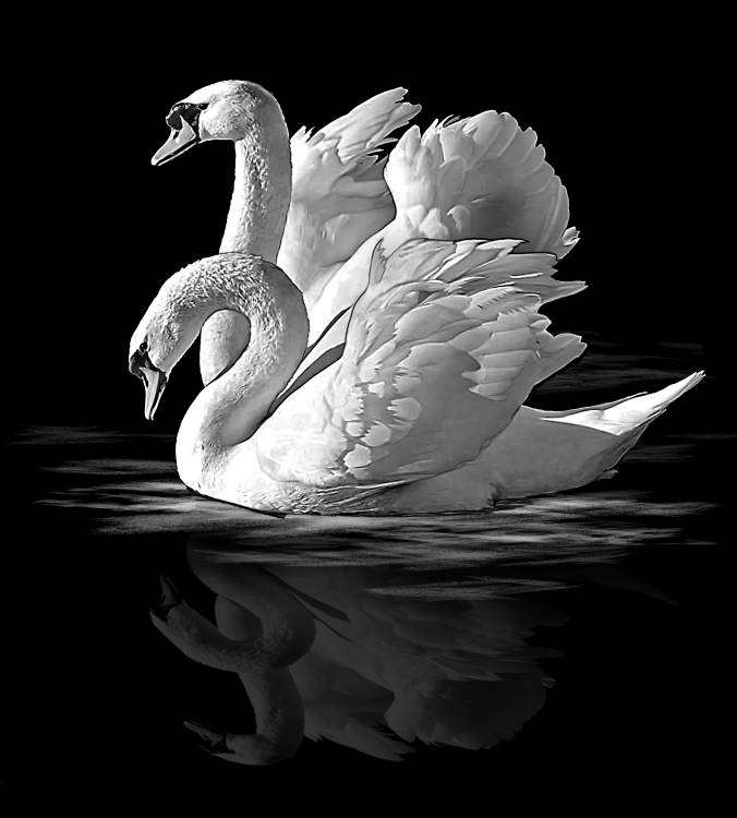 лебеди.jpg