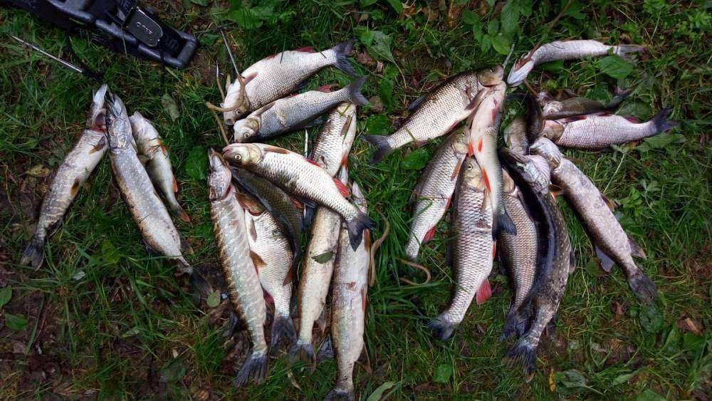 P_20170903_151735_новый размер.jpg