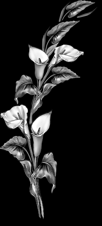 Коалы ветка.png