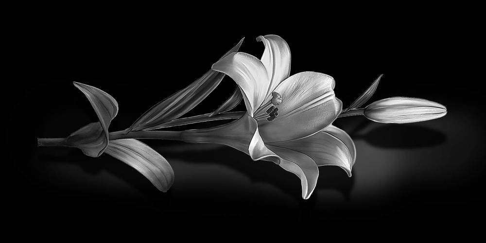 лилия 40х25-125.jpg