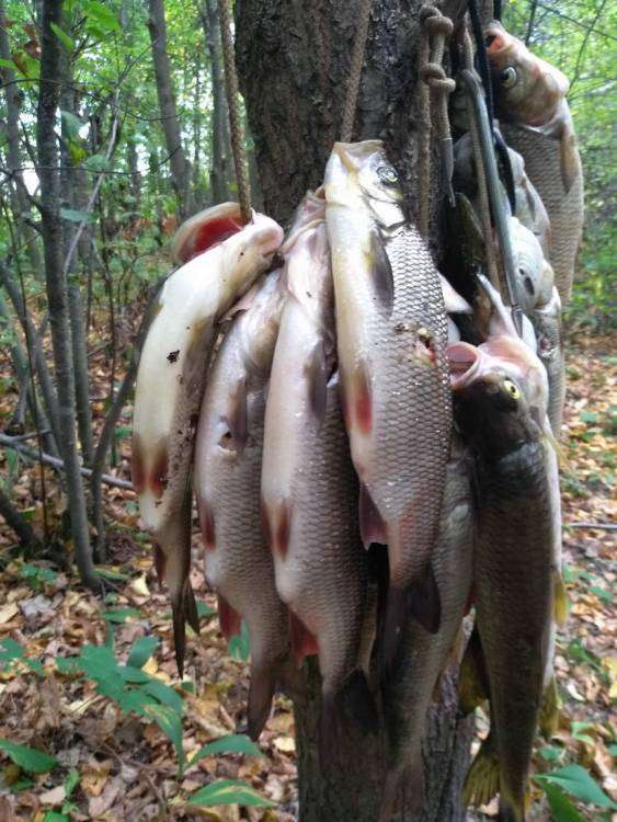 IMG_20180822_172053_новый размер.jpg