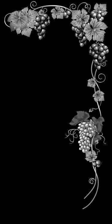 виноградная лоза.jpg