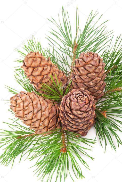 depositphotos_131921564-stock-photo-cedar-cones-with-branch.jpg