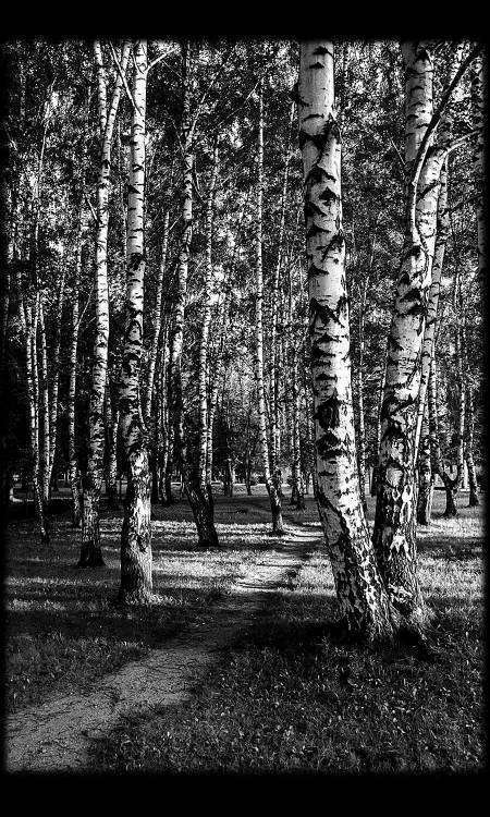 пейзаж (9).jpg