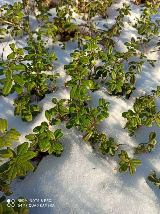 IMG_20191222_123818_новый размер.jpg