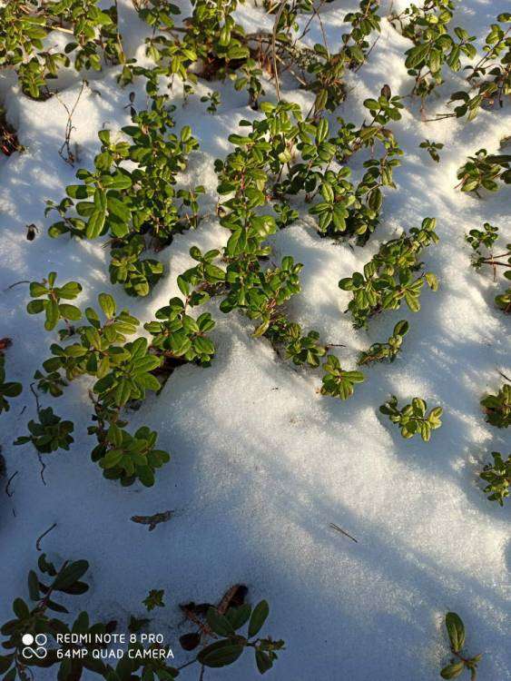 IMG_20191222_123825_новый размер.jpg