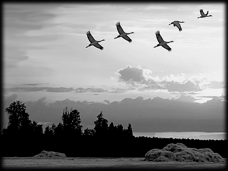 Журавлиный ключ.png