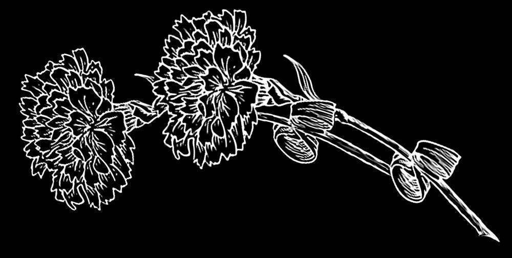 гвоздики на мрамор.jpg