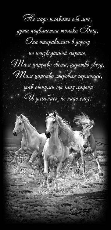 лошади оформление.jpg