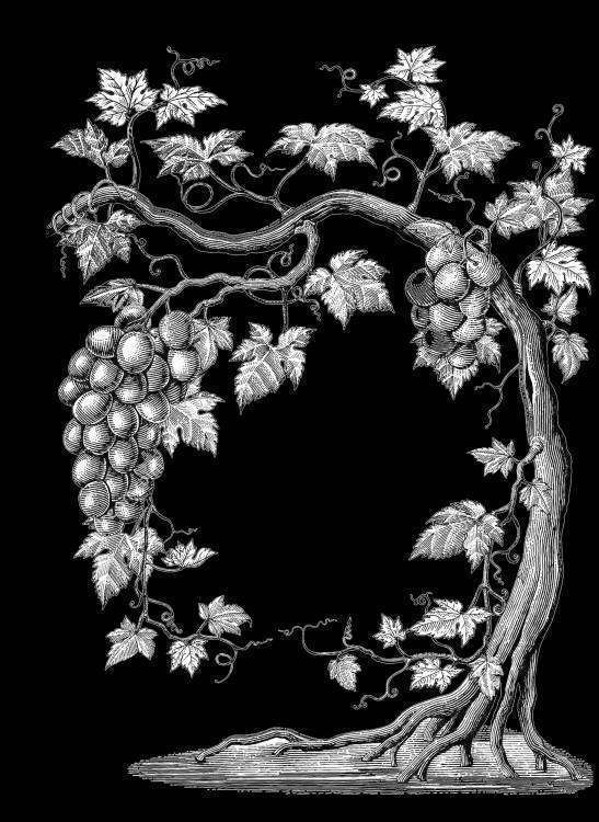 виноград.jpg
