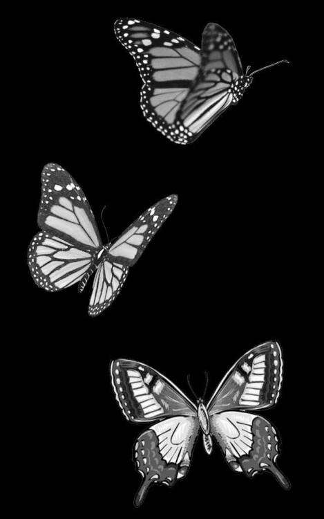 БАБОЧКА 42.jpg