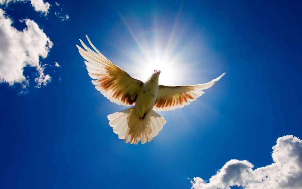 beautiful-dove-rising-to-sky-2560x1600.jpg