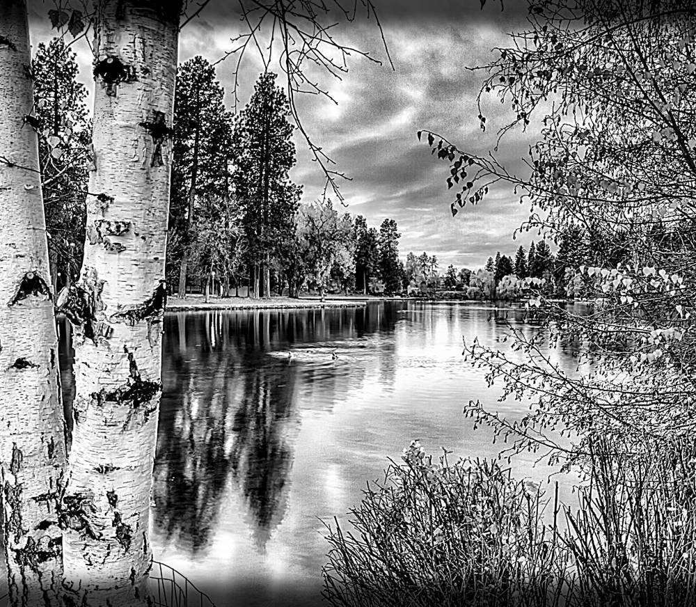 заказная берёза.jpg