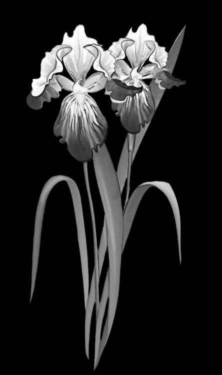 ирисы цветы.jpg